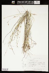 Carex capillaris image