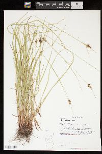 Carex caroliniana image