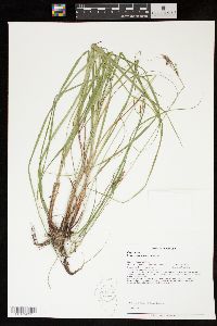 Carex caroliniana image