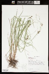 Carex caroliniana image