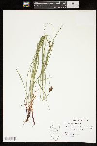 Carex caroliniana image