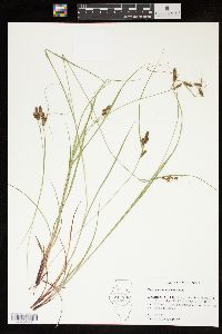 Carex caroliniana image