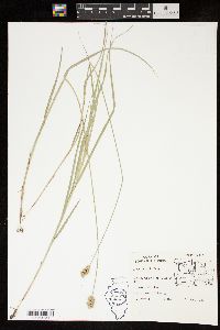 Carex festucacea image