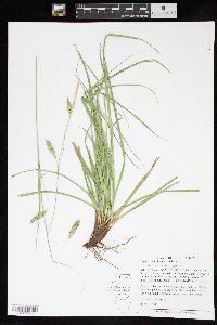 Carex cherokeensis image