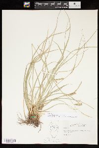 Carex cherokeensis image