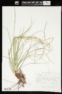 Carex cherokeensis image