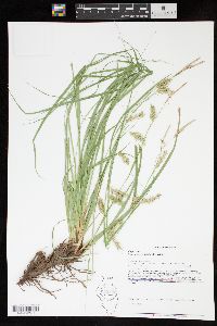 Carex cherokeensis image