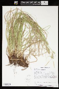 Carex cherokeensis image