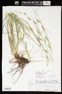 Carex cherokeensis image