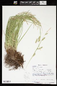 Carex cherokeensis image