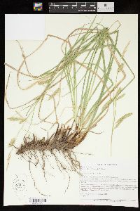 Carex cherokeensis image