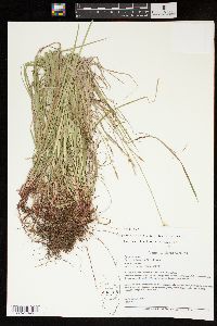 Carex communis var. communis image