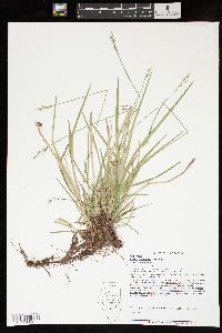 Carex communis var. communis image