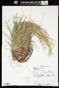 Carex communis var. communis image