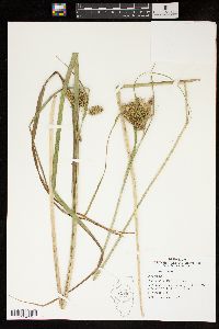 Carex comosa image