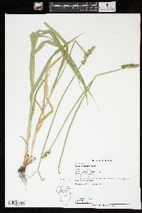 Carex conjuncta image