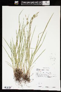 Carex conoidea image