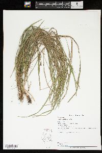 Carex corrugata image