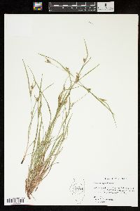 Carex corrugata image