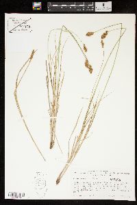 Carex crawfordii image