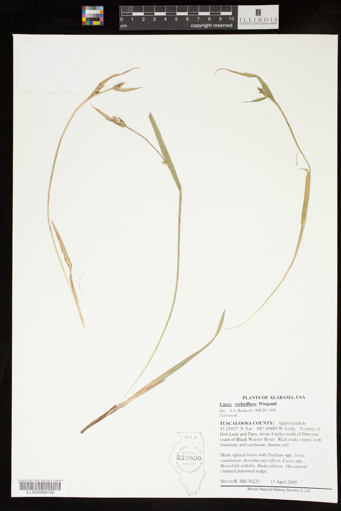 Carex crebriflora image