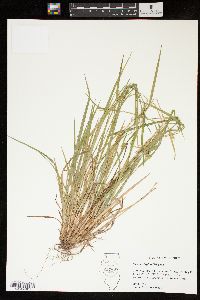 Carex crebriflora image