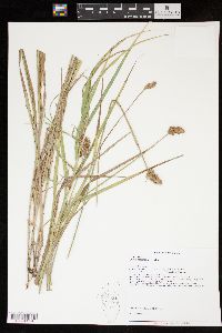 Carex cristatella image