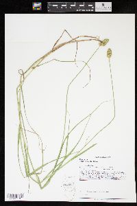 Carex cristatella image