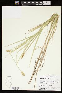 Carex cristatella image