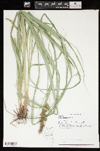 Carex crus-corvi image