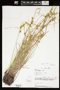 Carex cryptolepis image