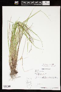 Carex cryptolepis image