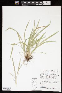 Carex cumberlandensis image