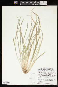 Carex cumberlandensis image