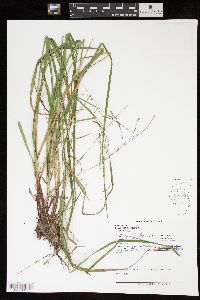 Carex debilis var. debilis image