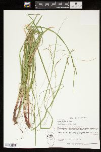 Carex debilis var. debilis image