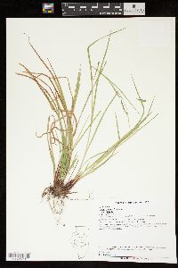 Carex debilis var. debilis image