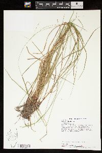 Carex debilis var. debilis image