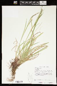 Carex debilis var. debilis image