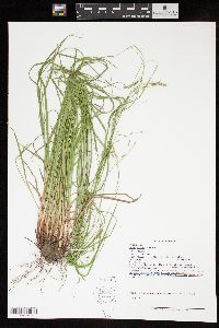 Carex debilis var. debilis image