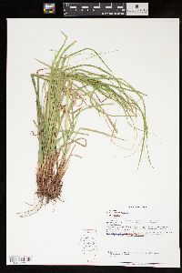 Carex debilis var. debilis image