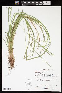 Carex debilis var. interjecta image