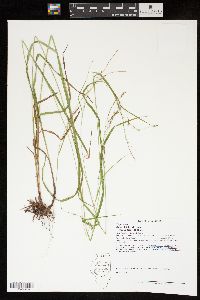 Carex debilis var. rudgei image