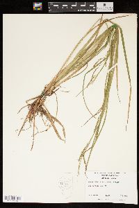 Carex debilis var. rudgei image