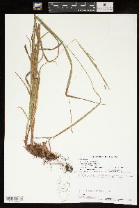 Carex debilis var. rudgei image