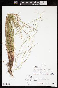 Carex debilis var. rudgei image