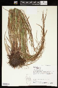 Carex debilis var. rudgei image