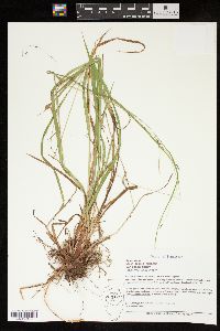 Carex debilis var. rudgei image