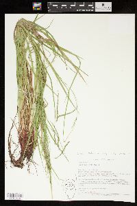 Carex debilis var. rudgei image