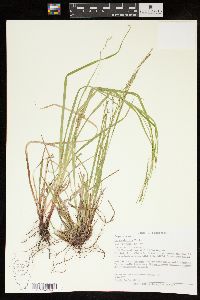 Carex debilis var. rudgei image